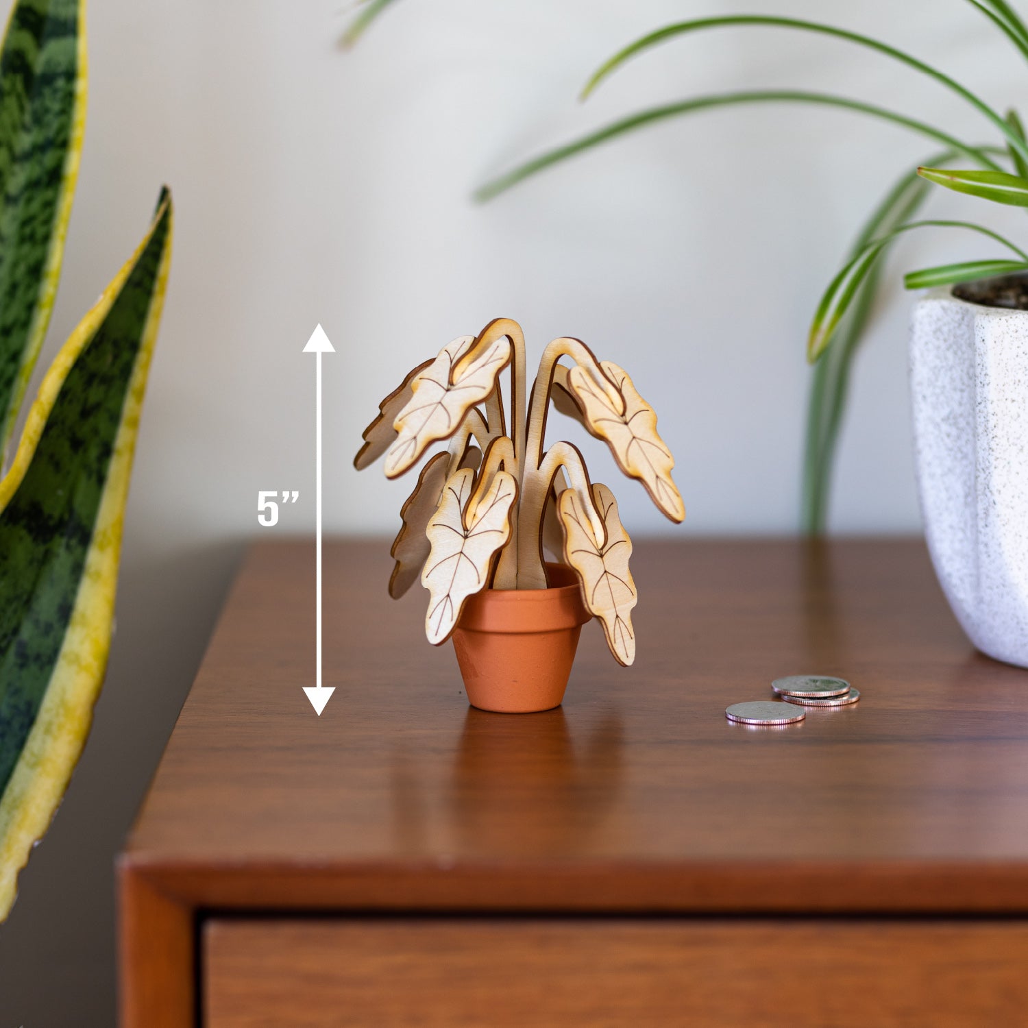 Mini Alocasia Plant