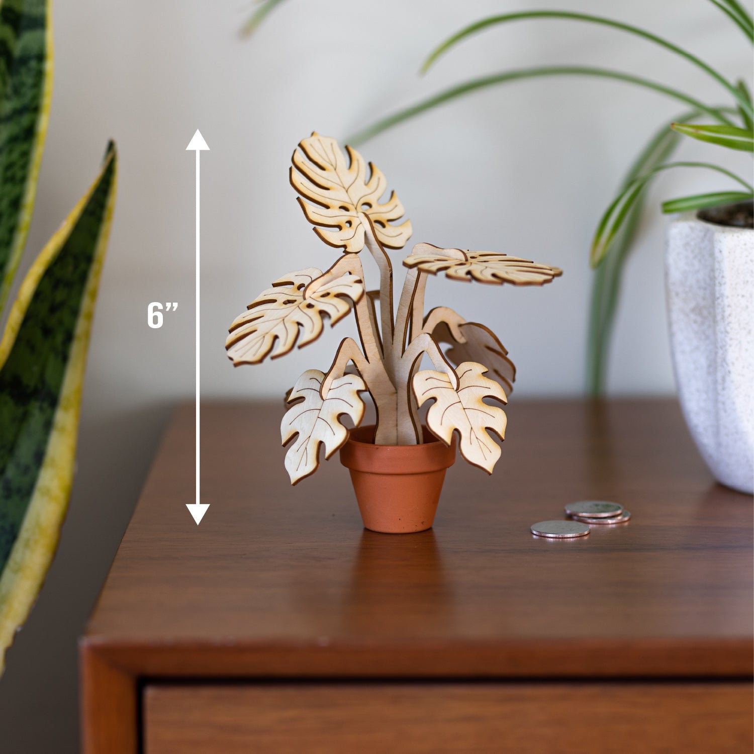 Mini Monstera Plant
