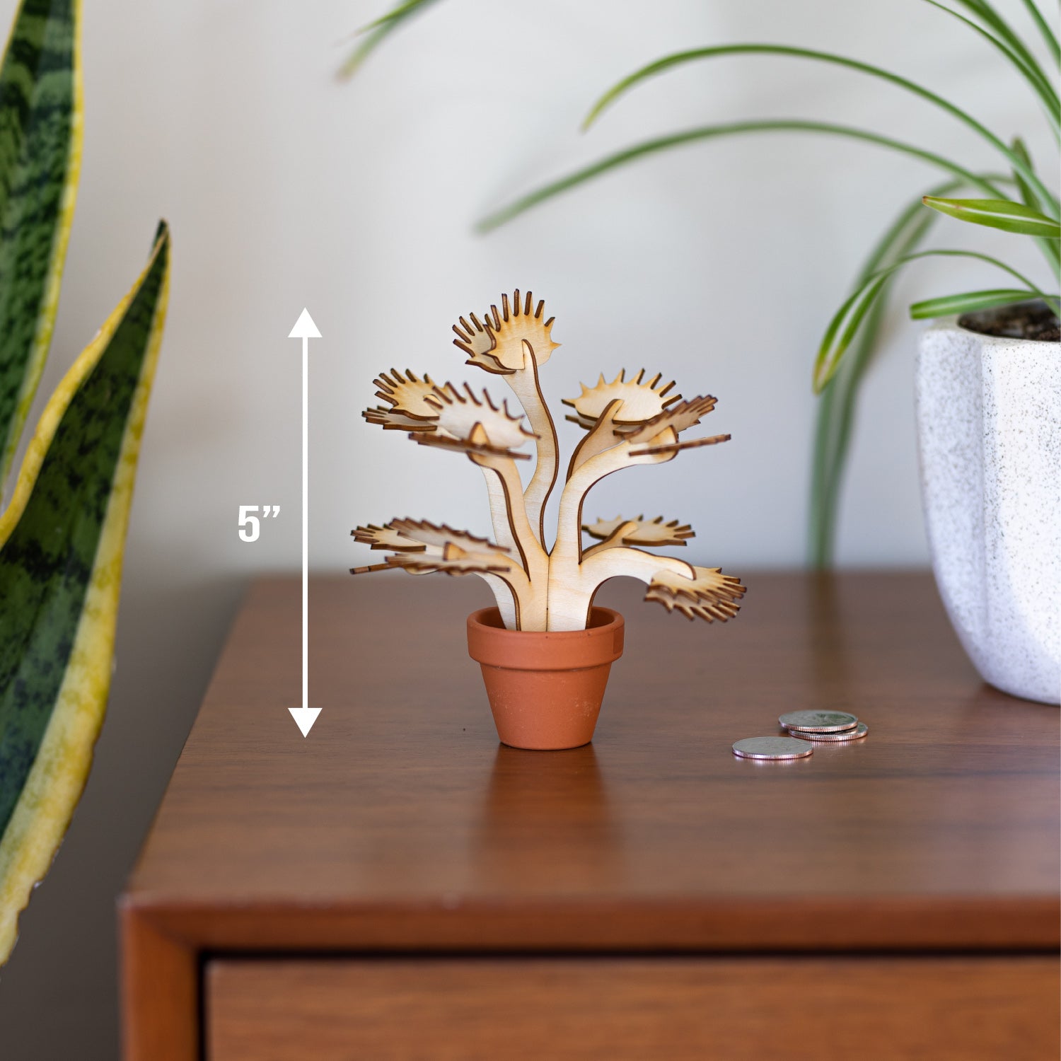 Mini Venus Fly Trap Plant