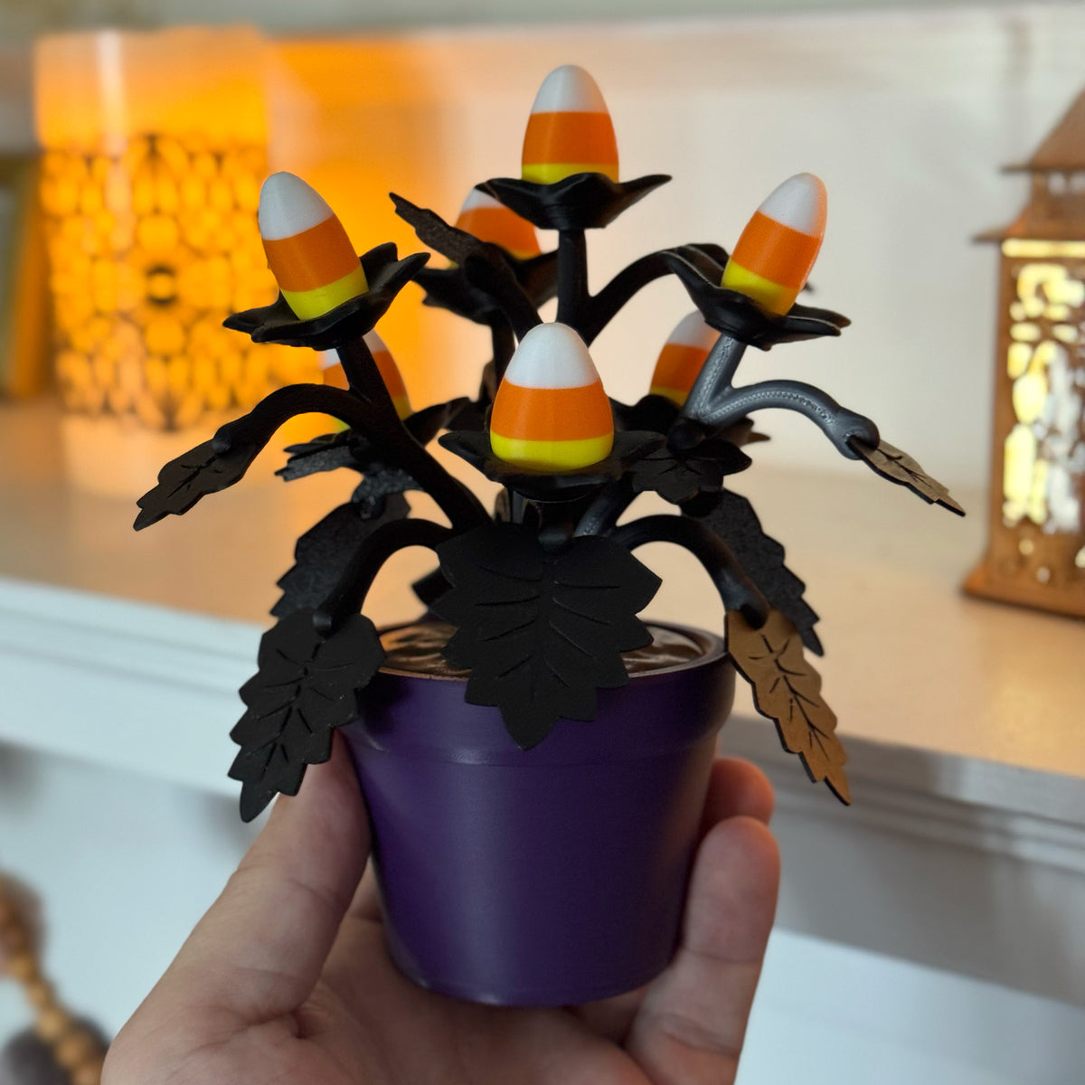 Halloween Candy Plant