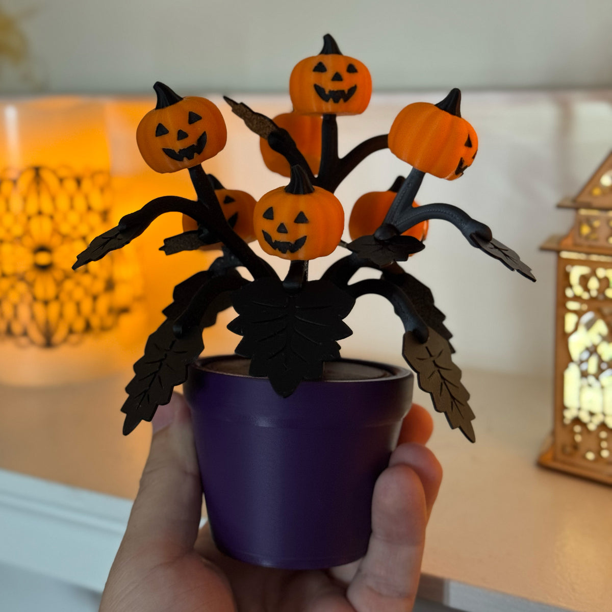 Pumpkin Plant
