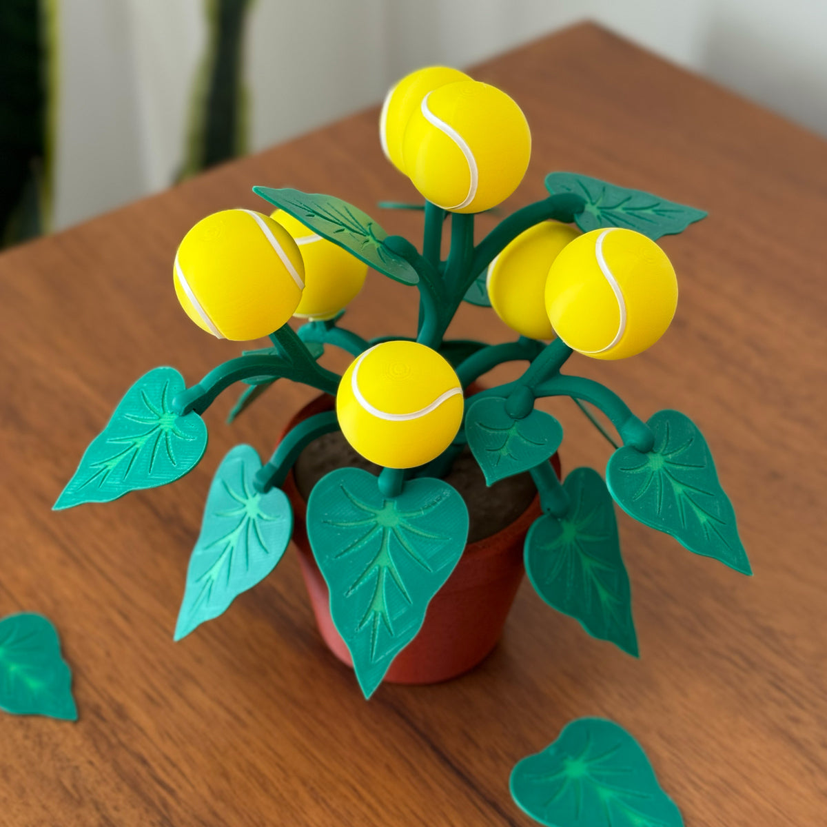Tennis Plant