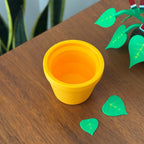 Watermelon Plant